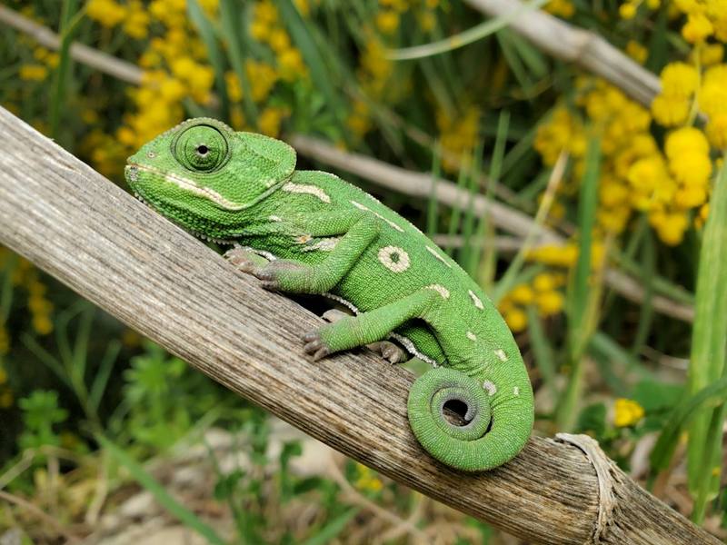 A green chameleon climbing a branch