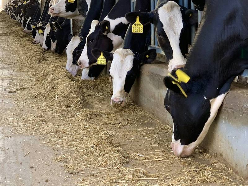 Ear-tagged dairy cattle eating at a feed rail