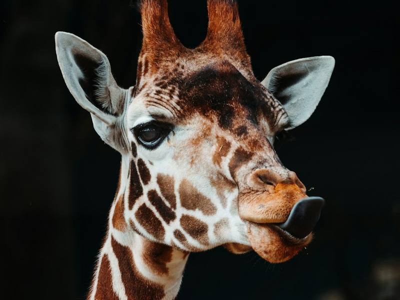 A giraffe in close-up