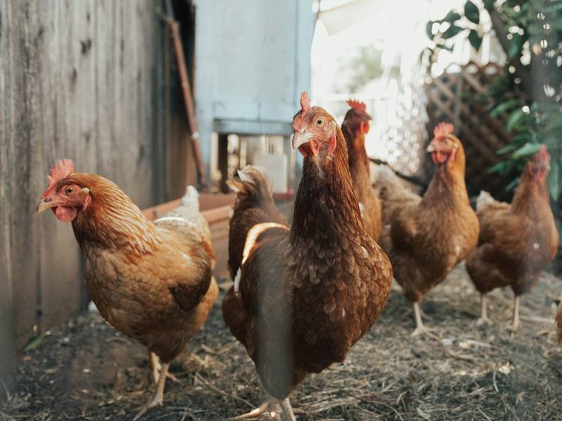 A small flock of brown hens looking at the camera